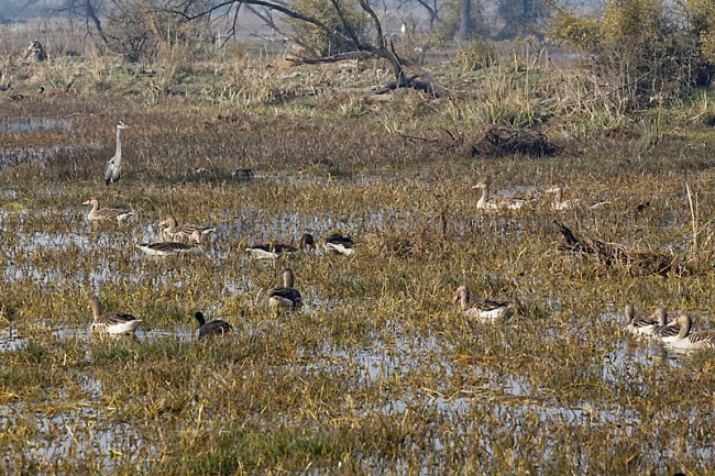 Keoladeo national park-098